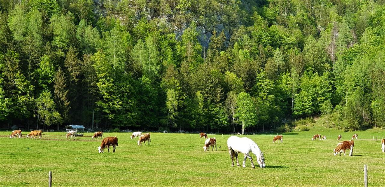 7 Lakes Apartment Bohinj Εξωτερικό φωτογραφία